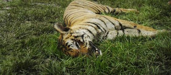 13 tigers killed in 15 years in Bangladesh