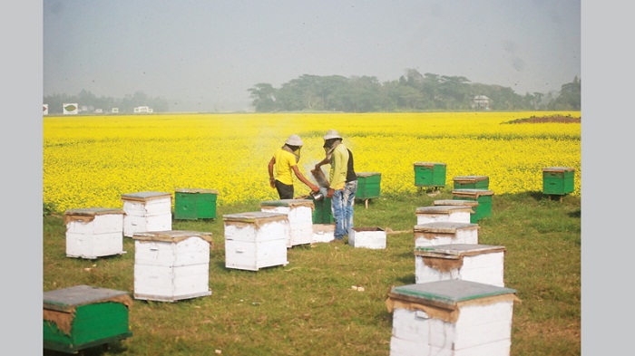 Commercial beekeeping holds bright prospects