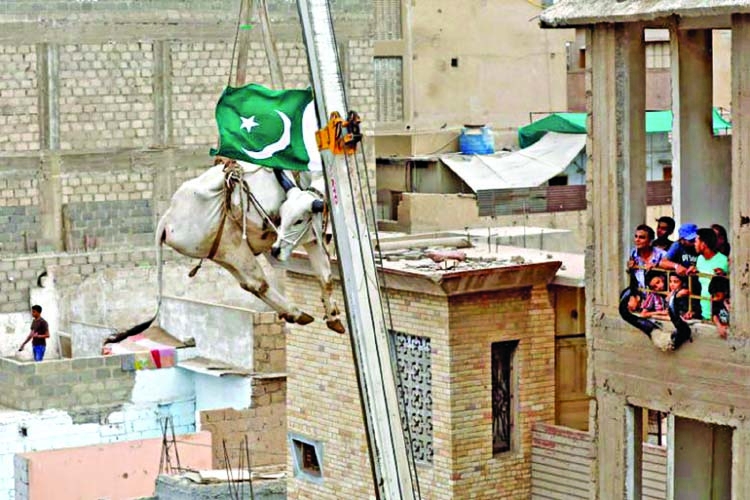 Karachi's rooftop cattle get a crane lift to the ground