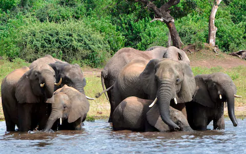100 elephants killed for ivory in Botswana
