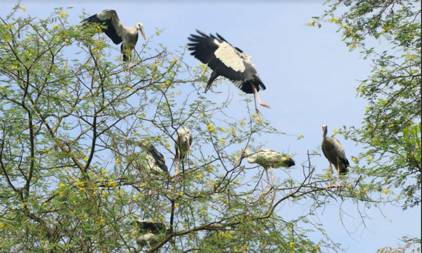 Openbill stork: Beauty of Rajshahi nature