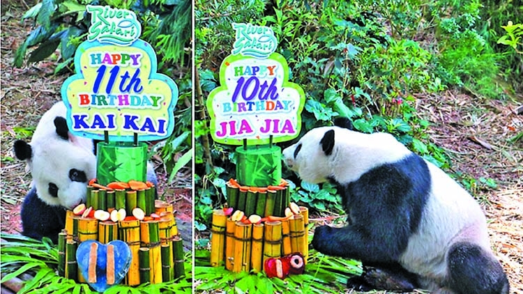 Giant pandas Kai Kai and Jia Jia celebrate birthdays