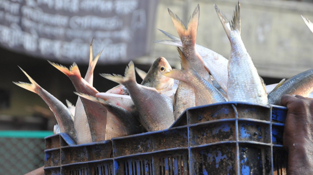 22-day ban on hilsa netting comes into effect