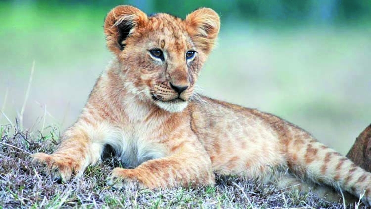 For sale lion cub found in child's bed in Paris