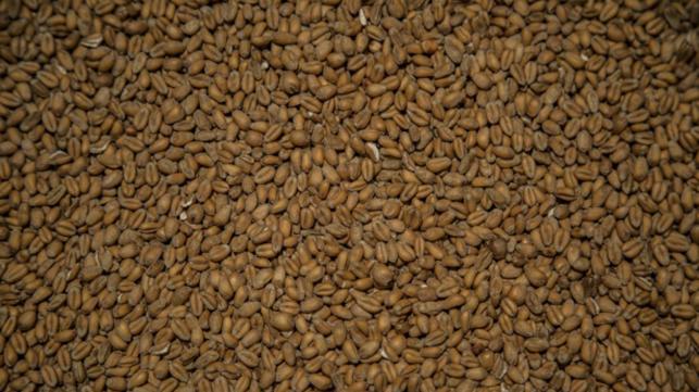 Bangladesh wheat tender gets lowest offer of $291.93 a tonne