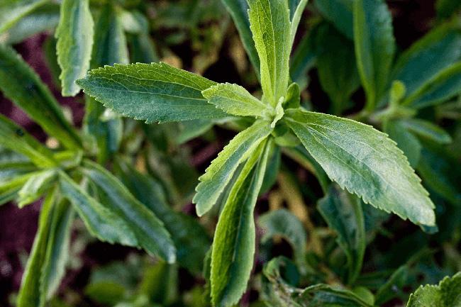 Stevia: Let’s know about its origin