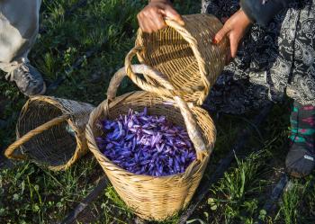 Morocco farmers battle knockoff saffron