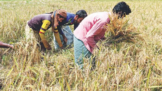 Paddy output to rise: FAO