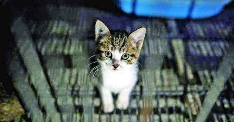 UK bans puppy and kitten sale