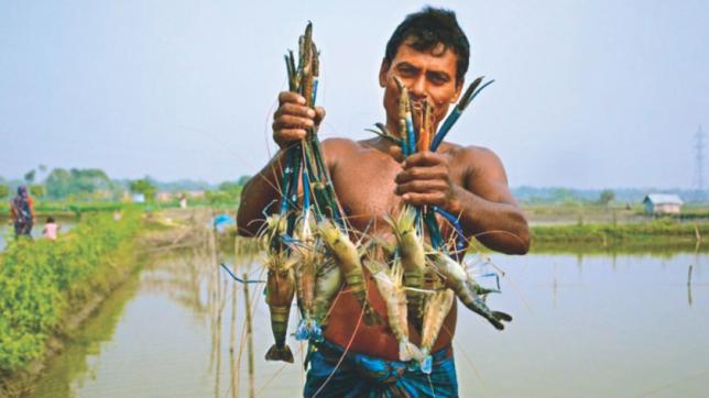 Shrimp exporters stare at bleak future