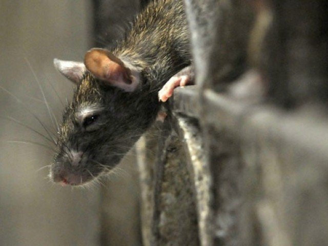 Rats! Los Angeles City Hall battles rodent infestation