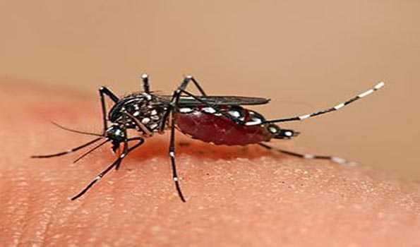 Dengue infection increased: Health Minister