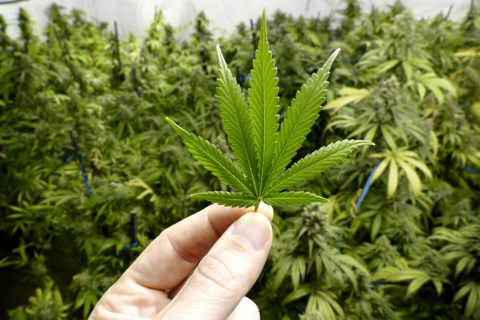 Legalizing pot tied to less teen marijuana use