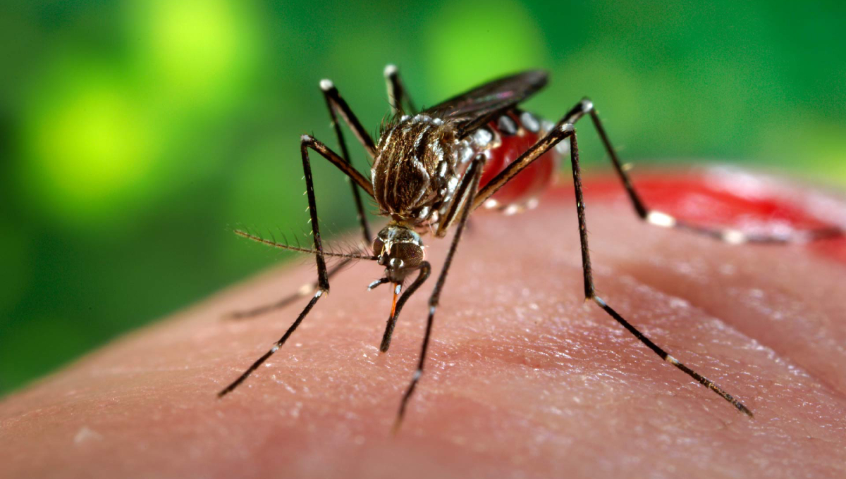 Dengue claims two lives in Khulna