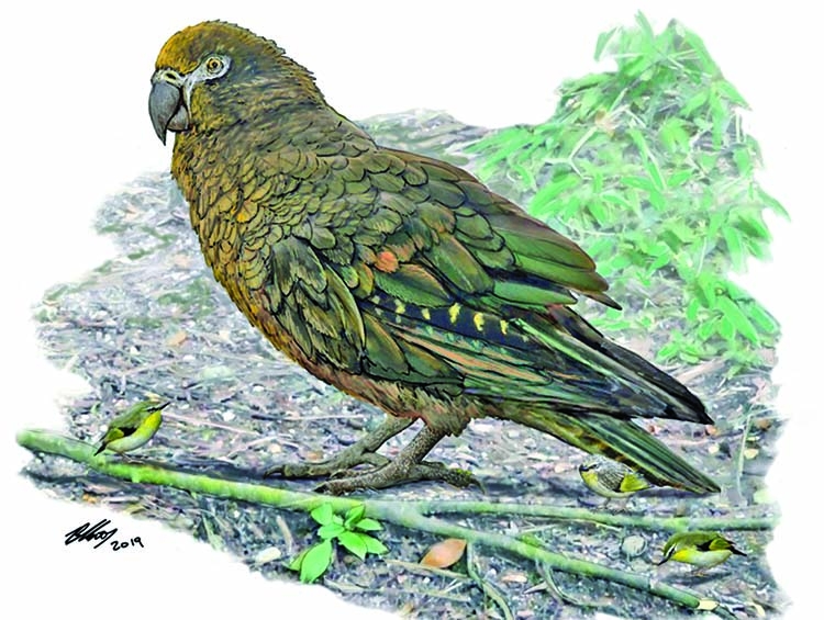 Evidence of 'Herculean' parrot found in NZ