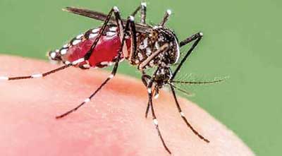 5-month-old child dies of dengue