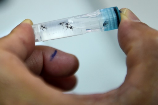 What is dengue, and why is it so widespread this year?