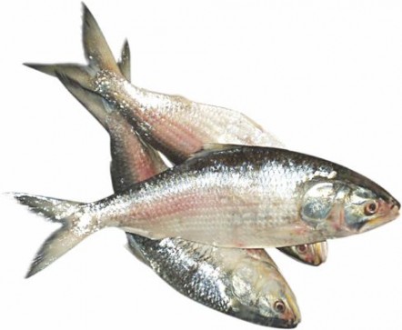 Govt allows 500 tonnes of hilsa export to India