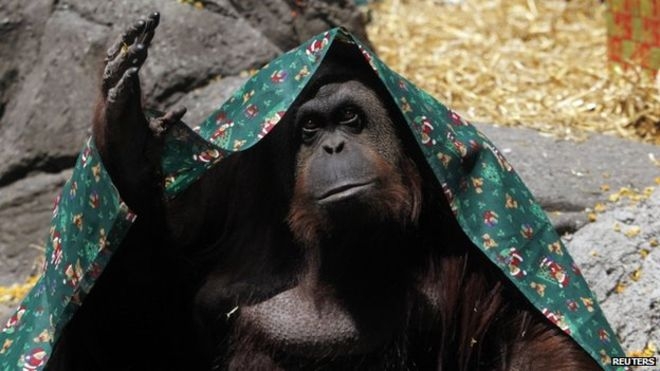 Orangutan with human rights begins move to Florida
