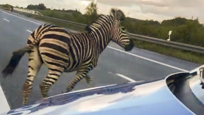 Escaped zebra shot in Germany after autobahn chaos