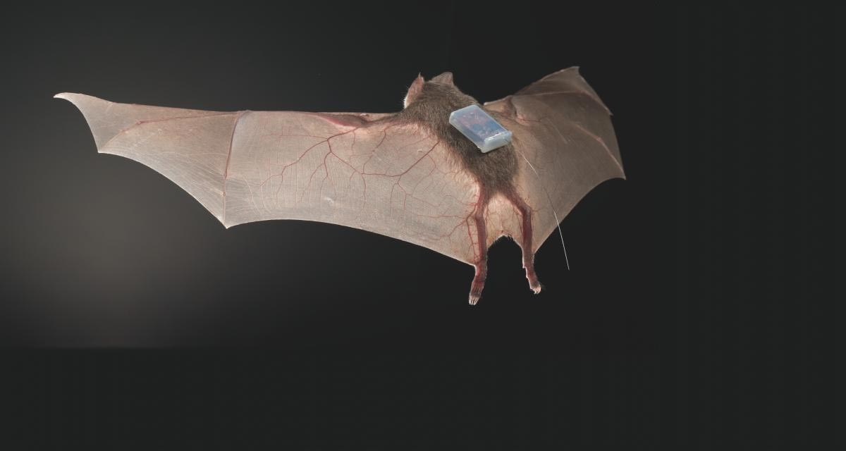 Vampire bats form cooperative, friendship-like social relationships: study