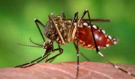 Dengue: Leaves of all officials of city corporations and townships including local govt. cancelled across the country 