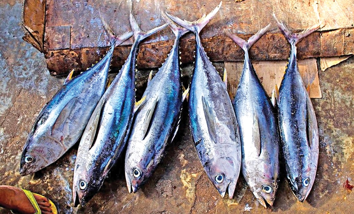 Tuna fishing faces uncertainty
