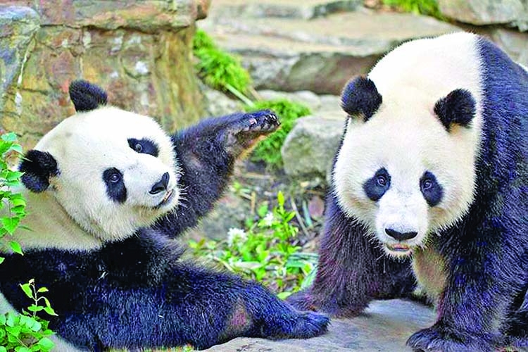 Giant pandas to stay in South Australia for 5 more years