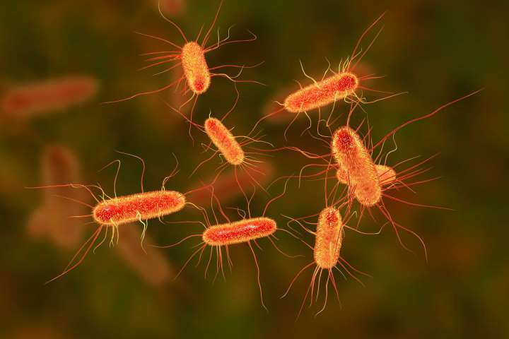 Poor hand hygiene may be biggest transmitter of superbug E.coli