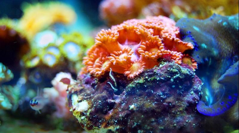 Underwater loudspeakers can help restore coral reef