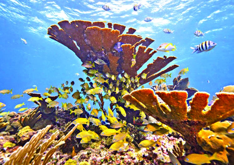 Palau bans 'reef-toxic' sunscreen