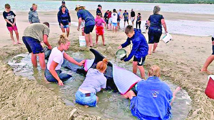 Crowds rush to save whales stranded on NZ beach