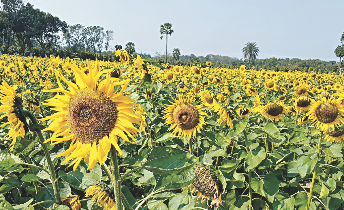 SUNFLOWER PRODUCTION GAINS TRACTION