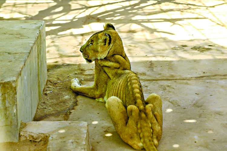 Online campaign to save  malnourished lions at Sudan park