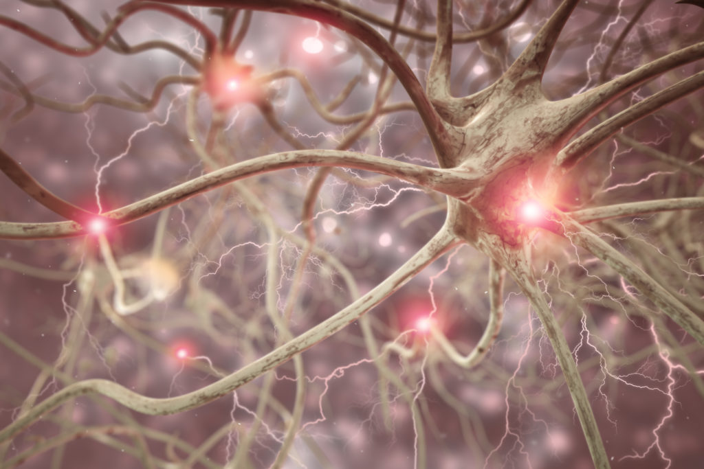Researchers identify neuron crucial for navigation