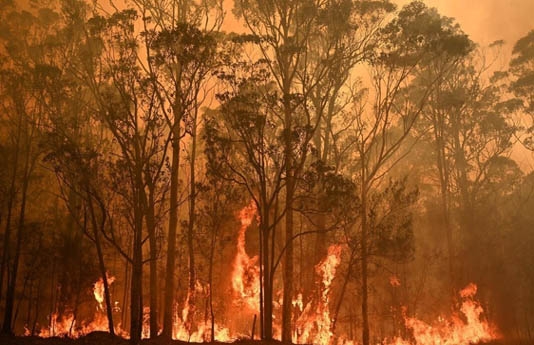 Bushfire crisis hit 75% of Australians: survey
