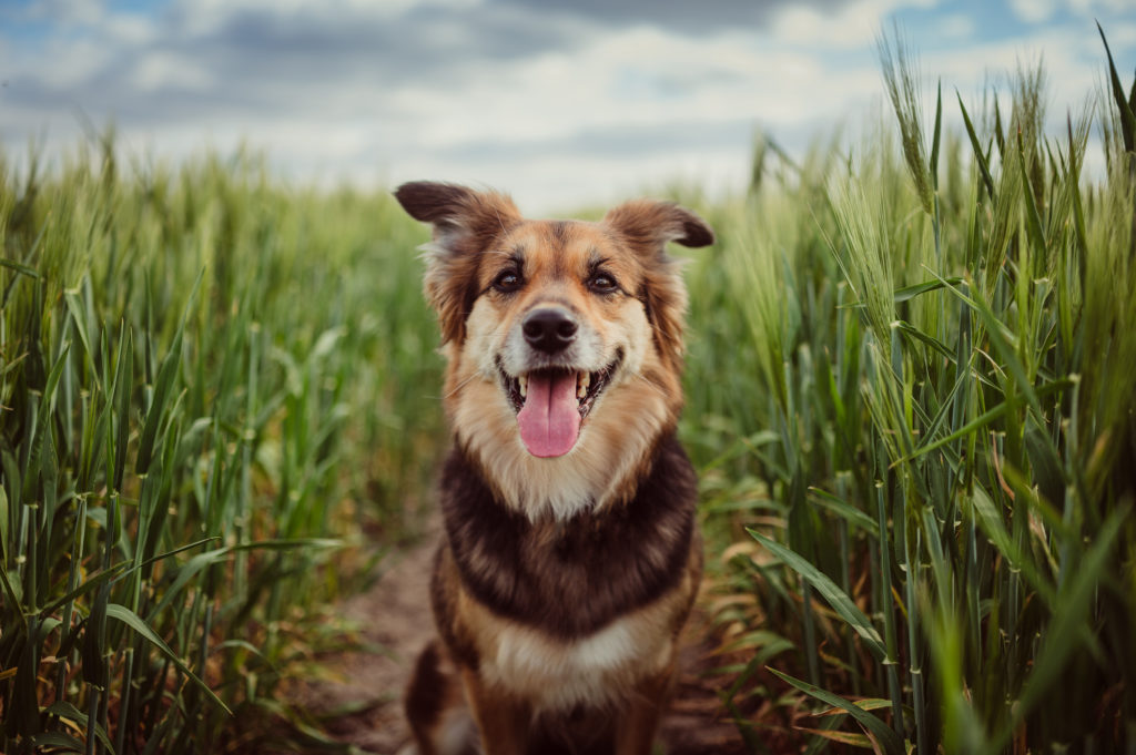 Dogs may be the missing link for understanding brain cancer