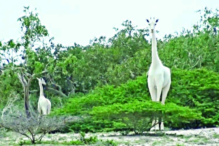 Rare bright white giraffes killed by poachers