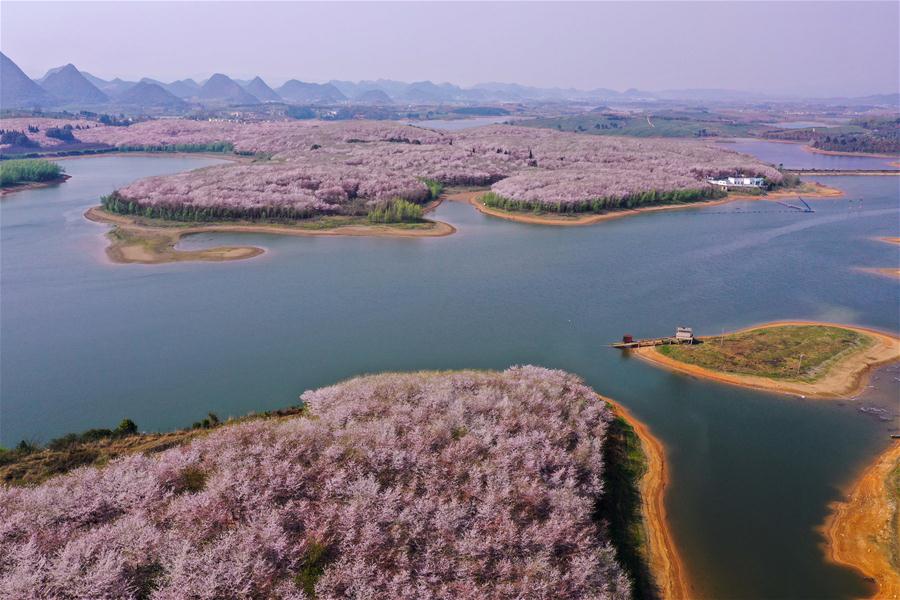 Scenery of cherry blossoms in SW China's Guizhou