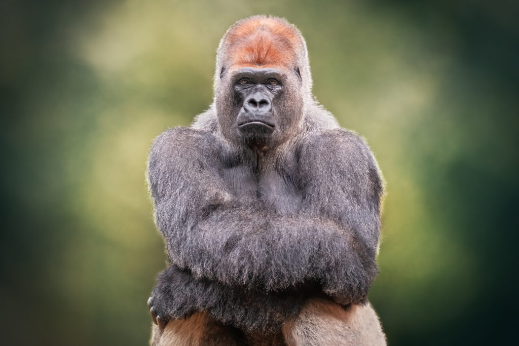 Could COVID-19 impact great apes?