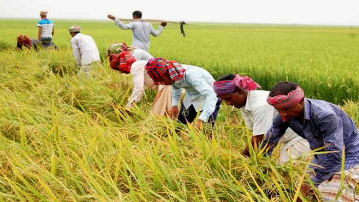 Farmers harvest 44pc paddy in haor region: Agri Minister