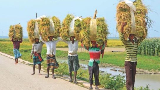 Govt to get paddy at Tk 26, rice at Tk 36 per kg