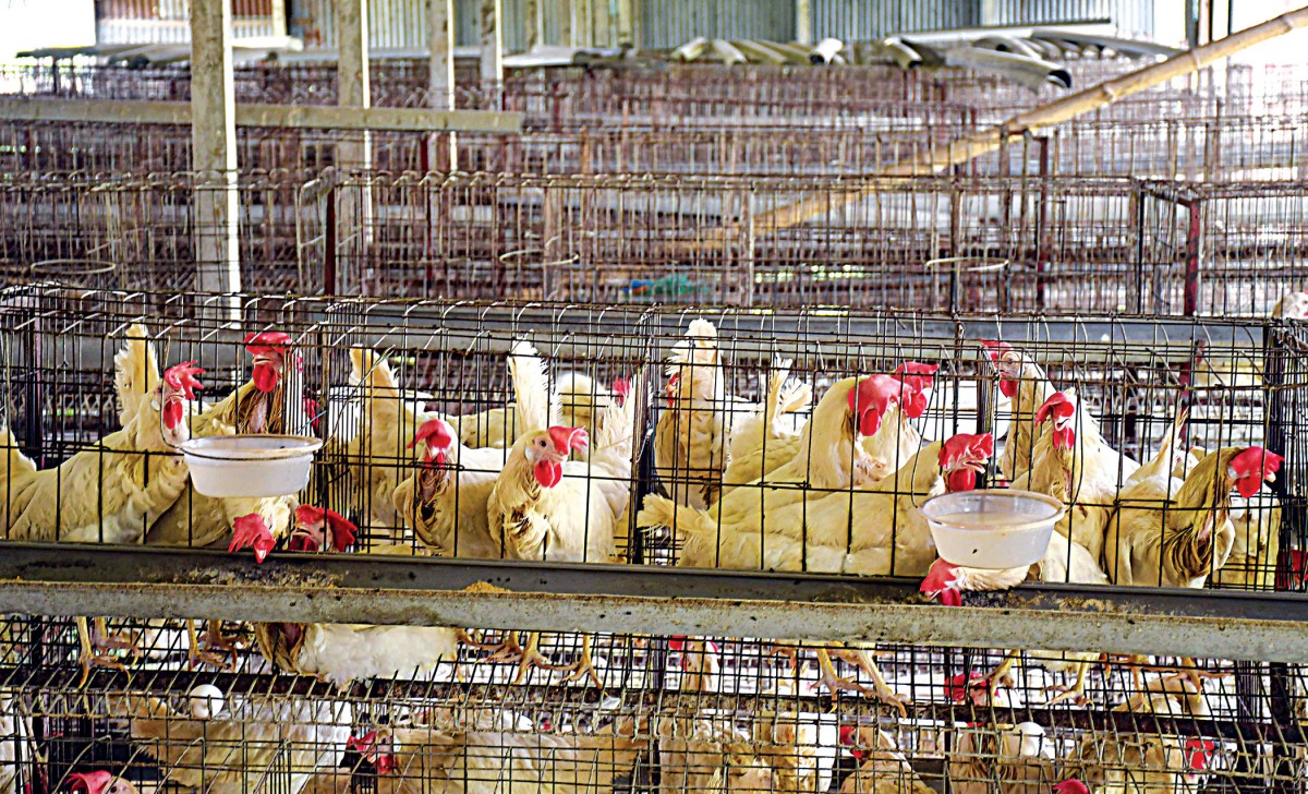 Egg producers cracking under great pressure of demand slump and huge production cost