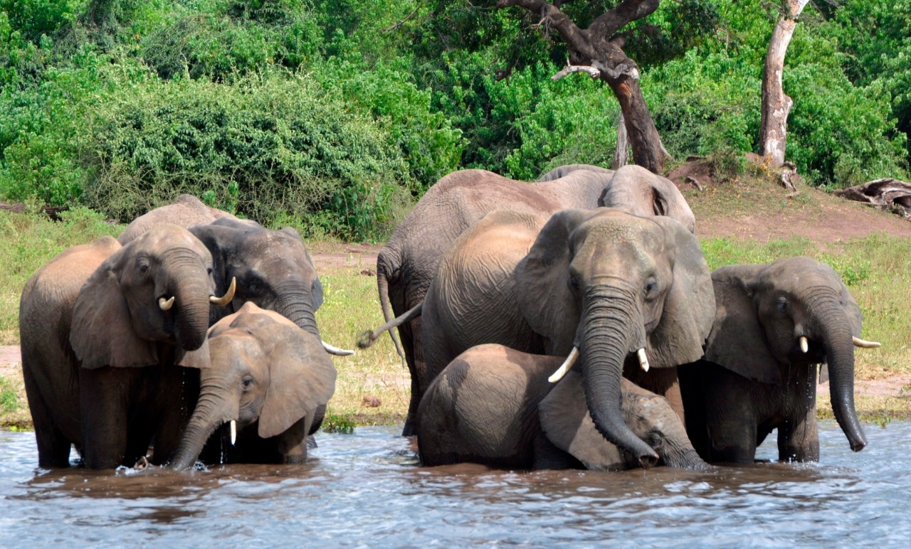 Botswana probes mysterious death of 12 elephants