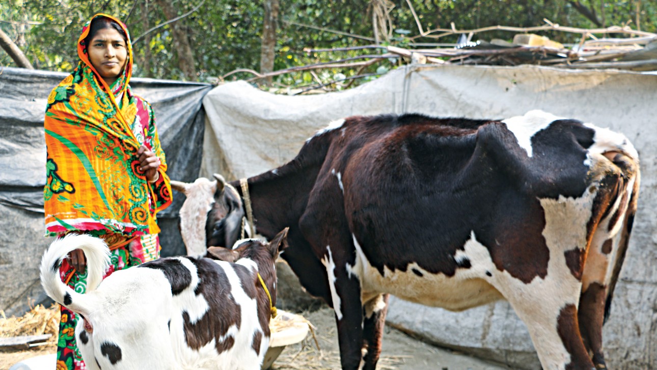 Dairy farmers suffer Tk 4,000cr loss for Covid-19