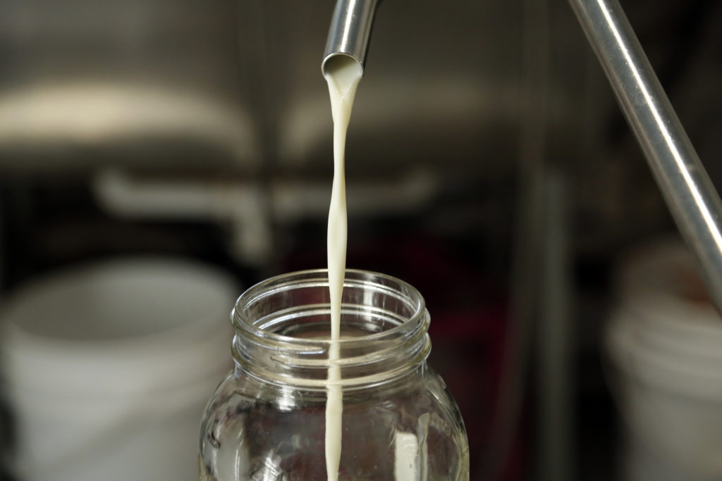 Raw milk may harbor antibiotic-resistant germs
