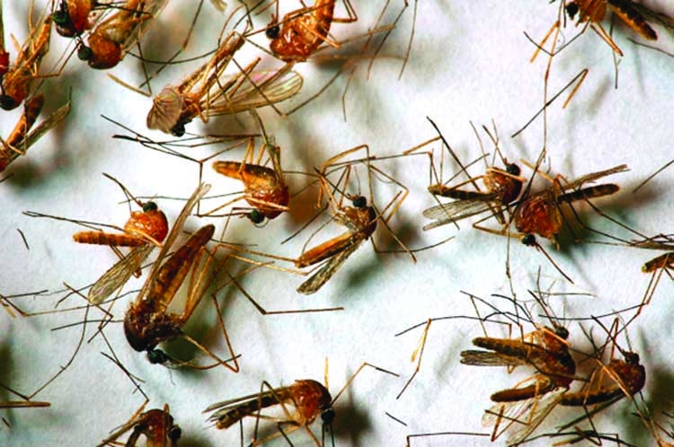 Mosquitoes infected with West Nile virus detected in NYC