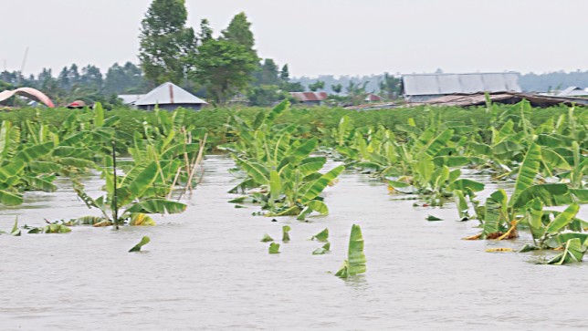Floods damage crops of Tk 350cr up to now