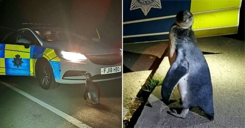 Penguin waddling in village found by police