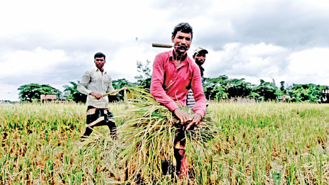 Food office to examine stock of rice, paddy to tame rising prices
